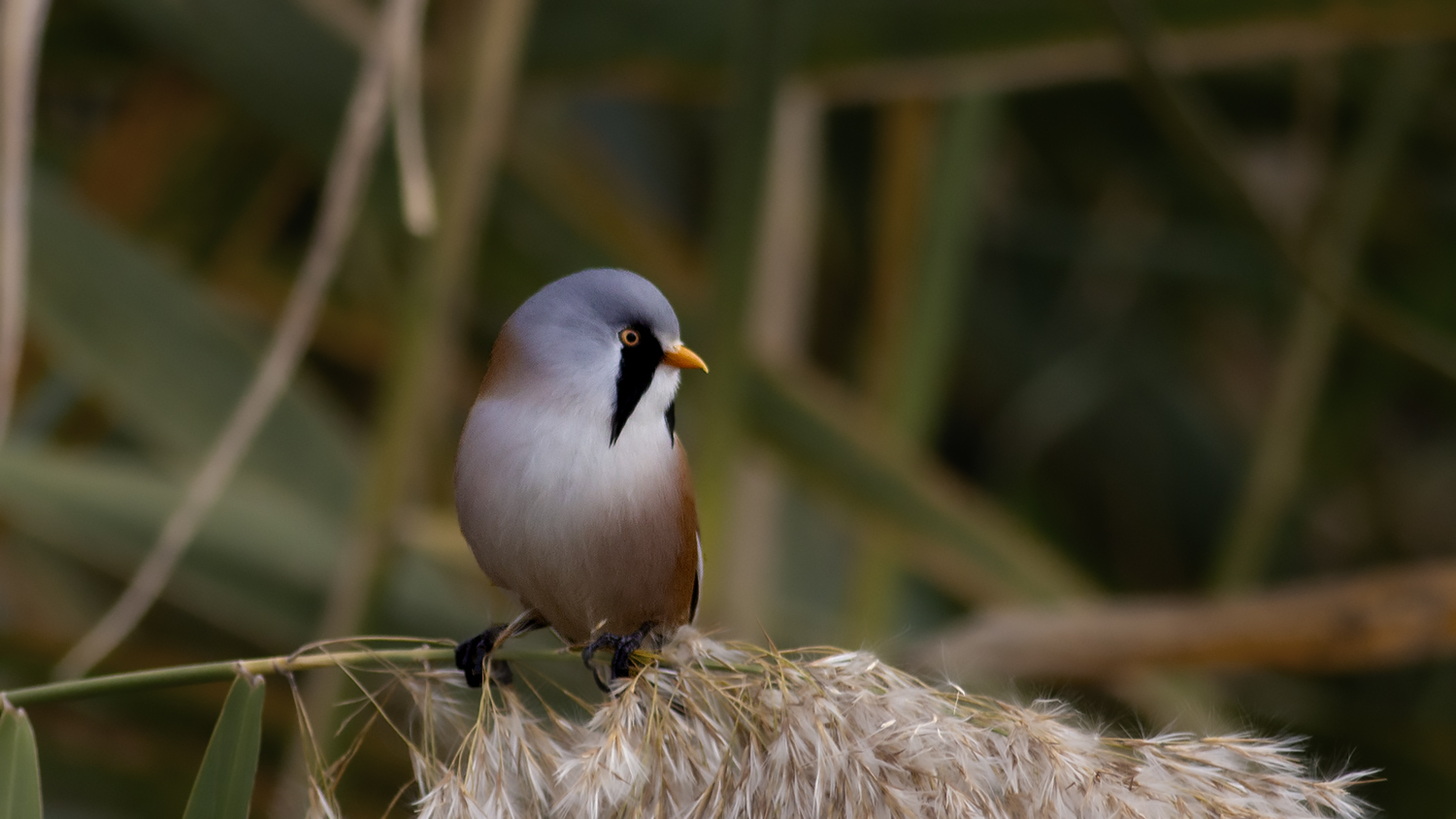 Bearded Reedling
